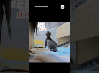 パパ大好きな子猫の行動が可愛すぎる｜PECO
