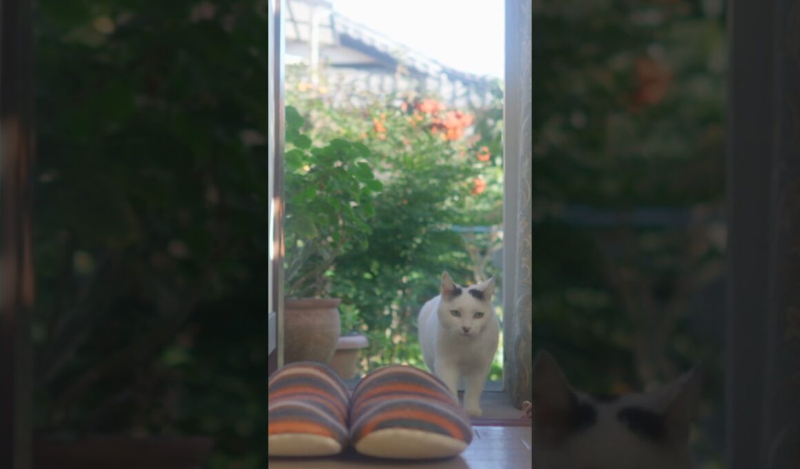 ゆきちゃん！ついて来てくれてありがとう！#ジャパニーズボブテイル #熱海#伊豆 #猫のいる暮らし #野良猫 #保護猫