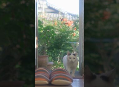 ゆきちゃん！ついて来てくれてありがとう！#ジャパニーズボブテイル #熱海#伊豆 #猫のいる暮らし #野良猫 #保護猫