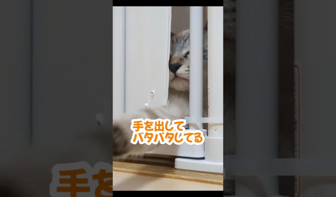 先輩猫に手を出して、一瞬でキレられる子猫＃子猫の保護猫