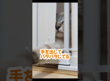 先輩猫に手を出して、一瞬でキレられる子猫＃子猫の保護猫