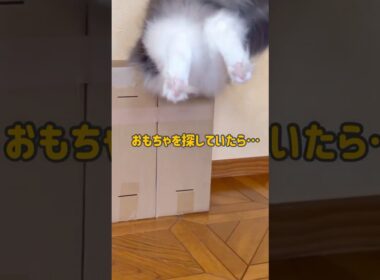 おもちゃ〜！！！#ノルウェージャンフォレストキャット #猫#cat #shorts