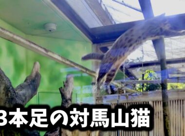 【日本の猫】3本足の対馬山猫《 ツシマヤマネコ 》ベニースモ君　『名古屋市・東山動植物園』