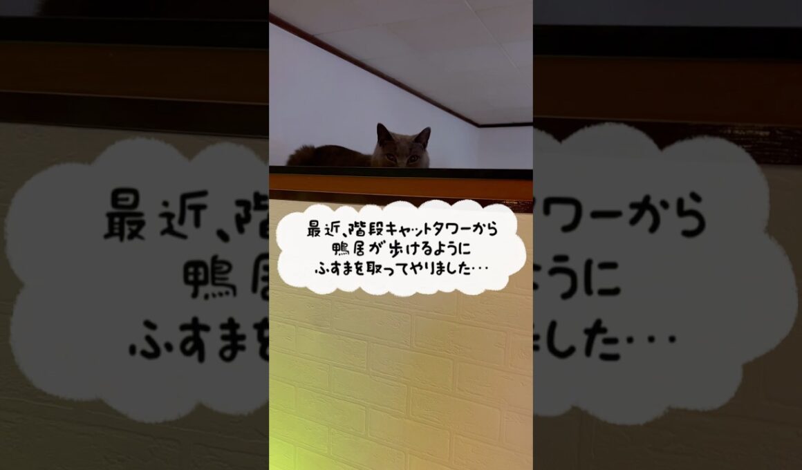 キャットウォークのつむやま〜【シャルトリューつむやまの新たな廻廊日記】 #ねこ #cat #ジブリ #シャルトリュー #chartreux #ネコ#キャットウォーク#人生のメリーゴーランド#jazz
