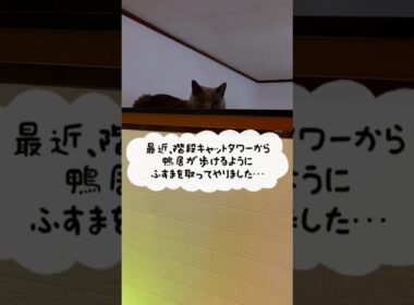キャットウォークのつむやま〜【シャルトリューつむやまの新たな廻廊日記】 #ねこ #cat #ジブリ #シャルトリュー #chartreux #ネコ#キャットウォーク#人生のメリーゴーランド#jazz