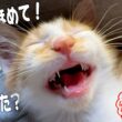 半日入院から帰宅した子猫が「僕頑張った？」とずっと話しかけてきます...。