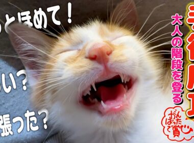 半日入院から帰宅した子猫が「僕頑張った？」とずっと話しかけてきます...。