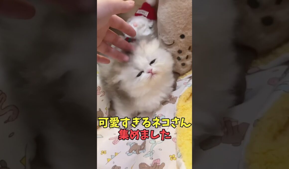 絶対小さなご褒美猫映像#猫　#猫のいる暮らし　#猫動画　#ねこ　#可愛い　#かわいい　#可愛すぎる　#2ch　#癒し　#ペット　#動物　#2ch 　#shorts