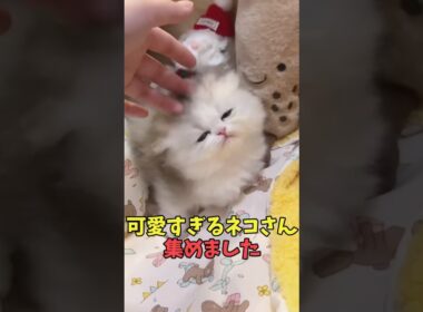 絶対小さなご褒美猫映像#猫　#猫のいる暮らし　#猫動画　#ねこ　#可愛い　#かわいい　#可愛すぎる　#2ch　#癒し　#ペット　#動物　#2ch 　#shorts