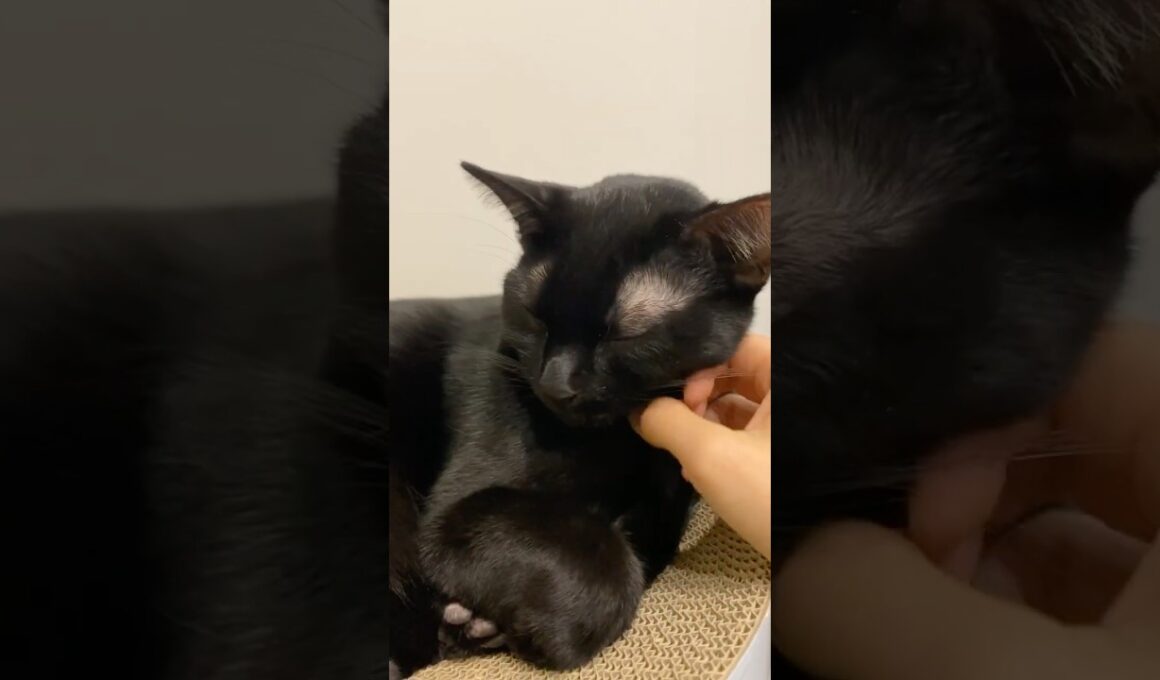 寝起きの黒猫ボンベイ　#子猫 #ねこ #cat #bombay #ねこ動画 #ねこのいる生活 #ねこのいる暮らし #かわいい #癒やし #猫壱 #爪とぎ