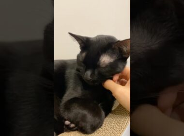 寝起きの黒猫ボンベイ　#子猫 #ねこ #cat #bombay #ねこ動画 #ねこのいる生活 #ねこのいる暮らし #かわいい #癒やし #猫壱 #爪とぎ