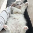 新しく家族になった子猫が1日何しているのかストーカーしてみたら最高だった…！