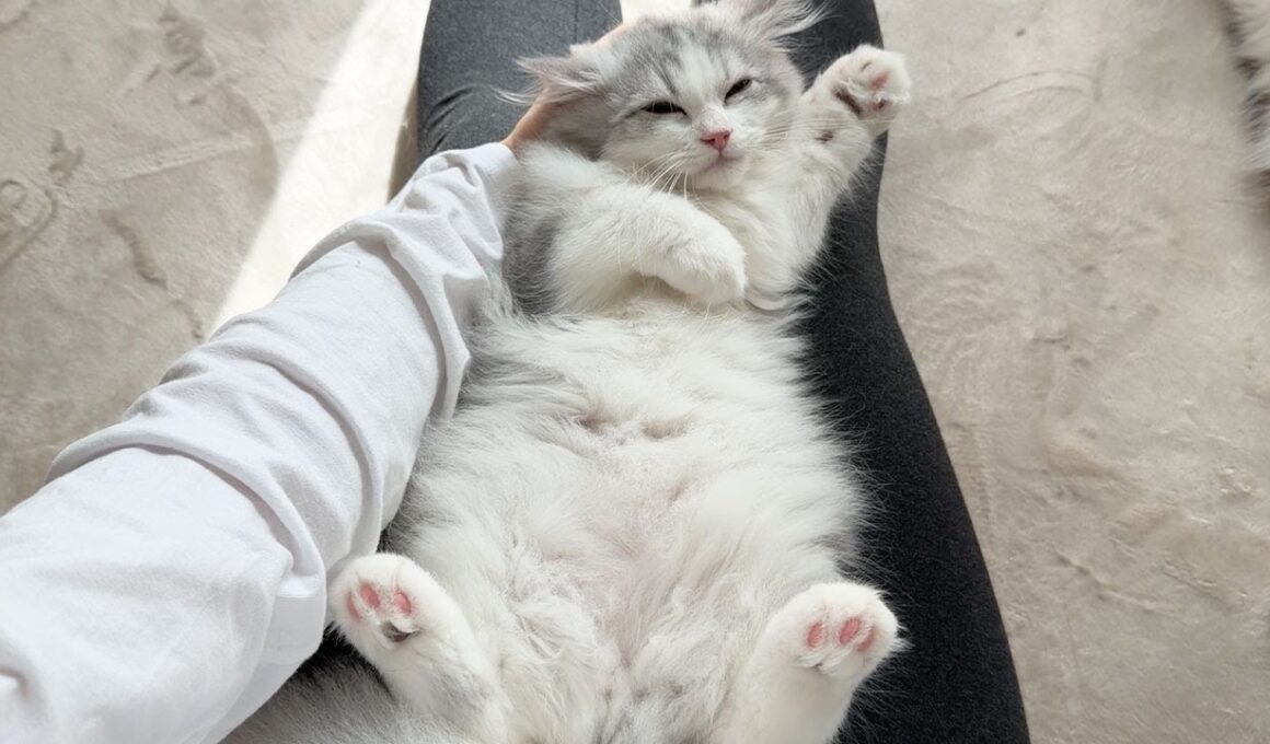 新しく家族になった子猫が1日何しているのかストーカーしてみたら最高だった…！