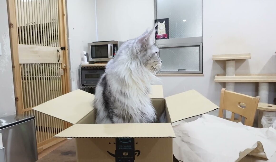 箱に入っているシルバーのメインクーン雛さん