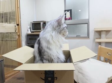 箱に入っているシルバーのメインクーン雛さん