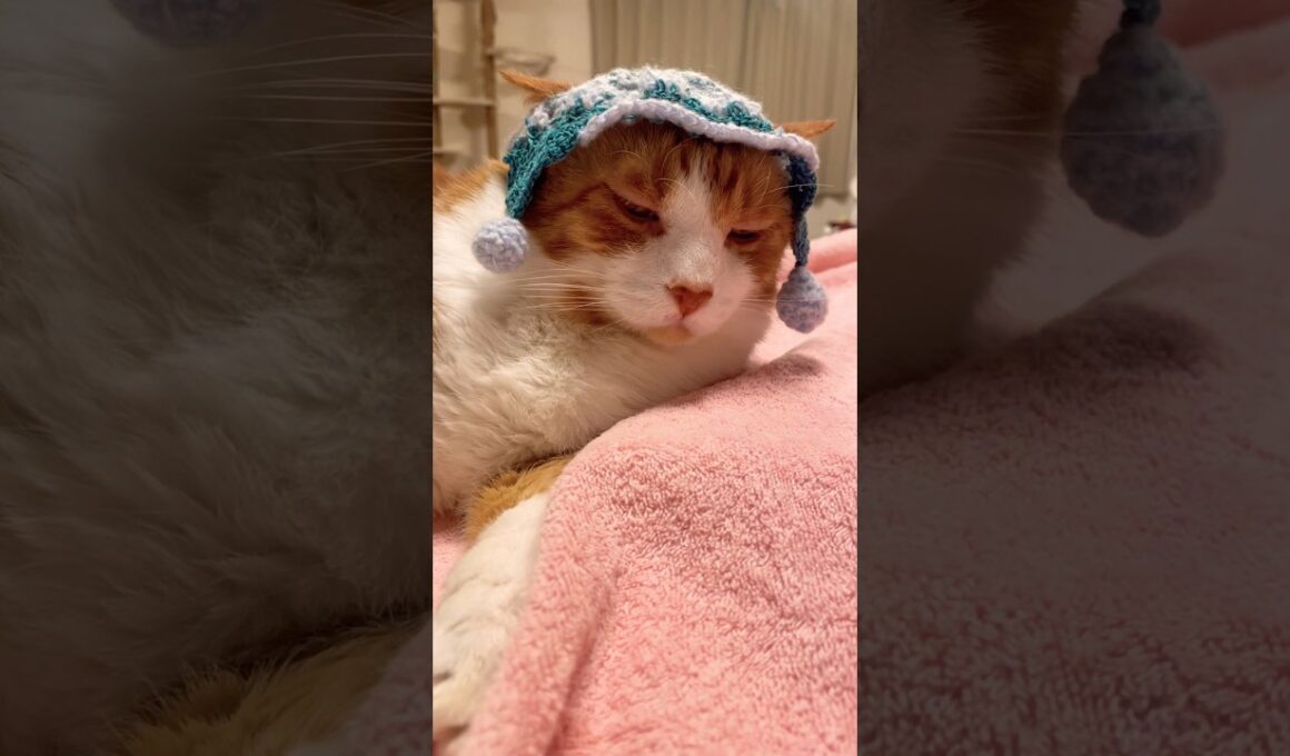 人間ってどうして毎日お風呂入ってるのにゃ？ #ねこ動画#猫のいる暮らし #shorts