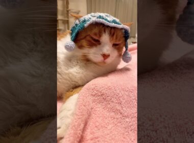 人間ってどうして毎日お風呂入ってるのにゃ？ #ねこ動画#猫のいる暮らし #shorts