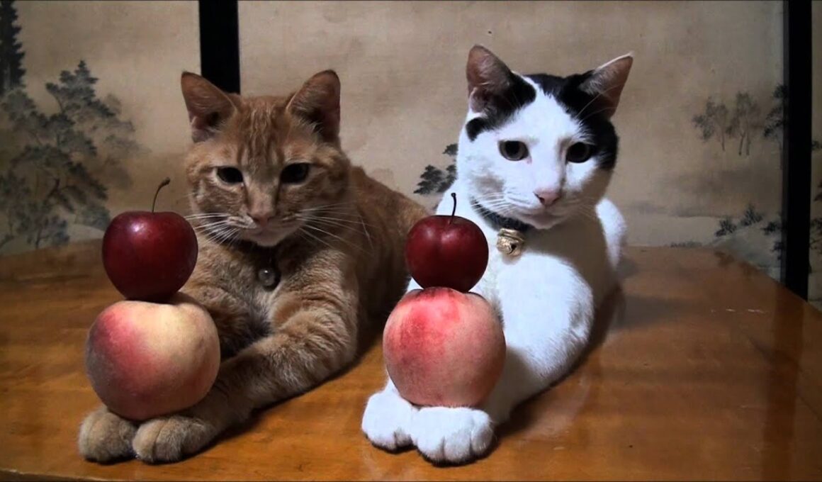 すもも　もも　Plum and peach