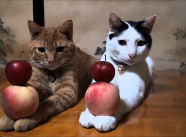 すもも　もも　Plum and peach