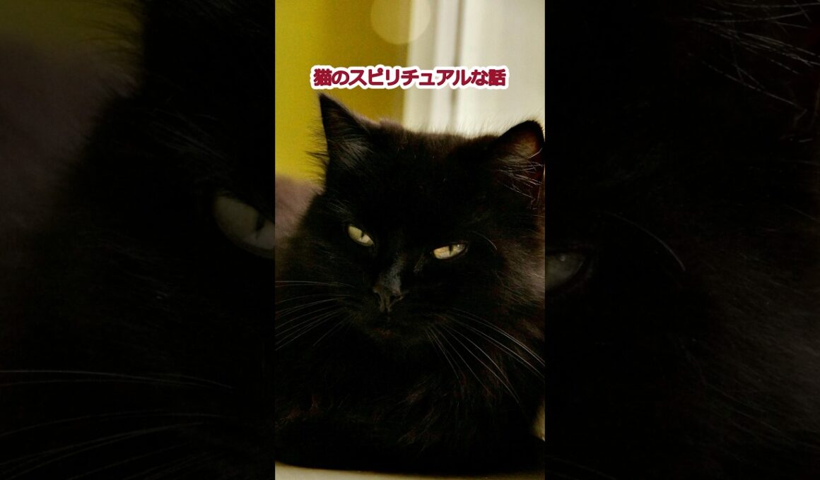 猫のスピリチュアルな話1
