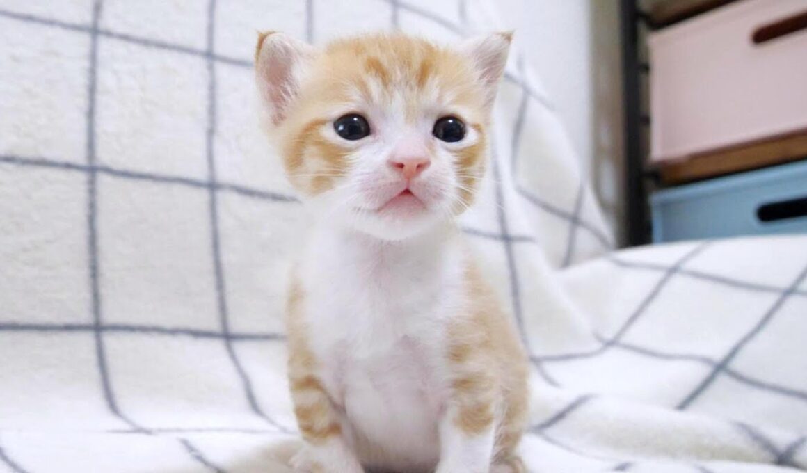 大好きな姉子猫がいなくなってしょんぼりしちゃう弟子猫【赤ちゃん猫　保護猫】