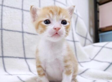 大好きな姉子猫がいなくなってしょんぼりしちゃう弟子猫【赤ちゃん猫　保護猫】