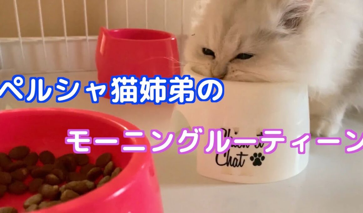 【猫】ペルシャ猫姉弟のモーニングルーティーン