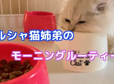 【猫】ペルシャ猫姉弟のモーニングルーティーン