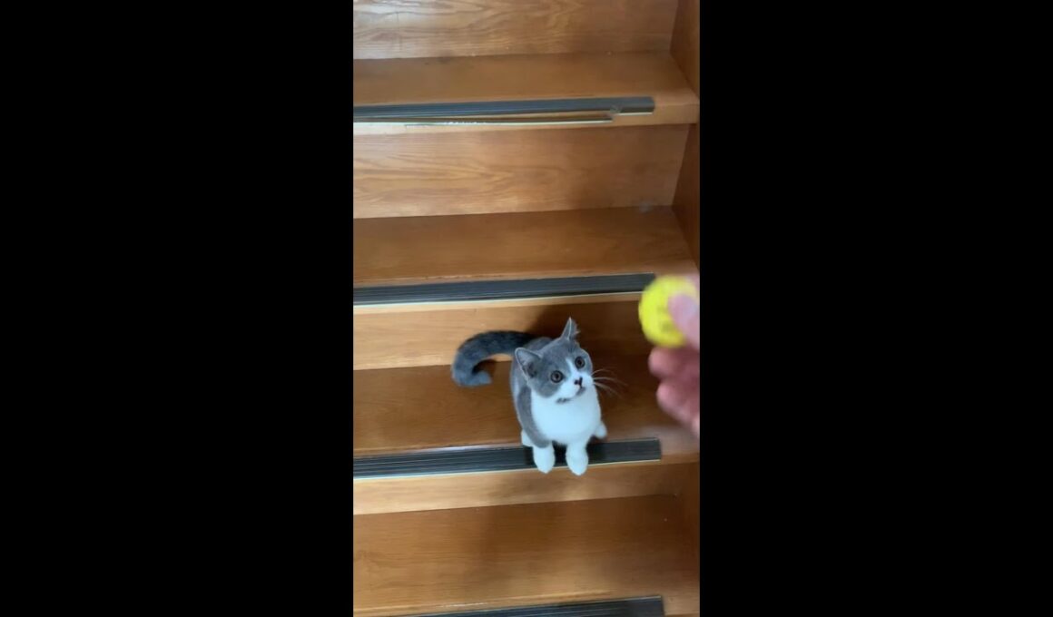 犬のようにボールを追いかけるネモ【ブリティッシュショートヘアーの子猫】　#shorts