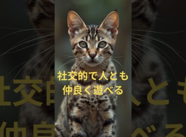 活発な猫5選 #活発な猫#元気な猫