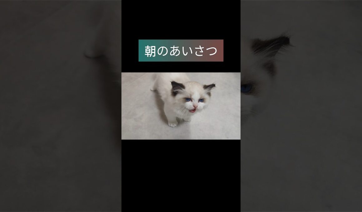 #shorts #ラグドール #子猫 #猫のいる生活 #甘えん坊猫 #ぬいぐるみ猫