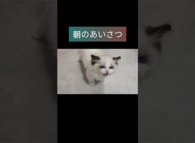 #shorts #ラグドール #子猫 #猫のいる生活 #甘えん坊猫 #ぬいぐるみ猫