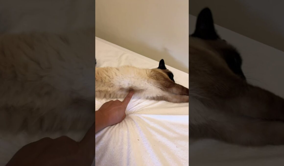 伸びるティーちゃんのスイッチを押す