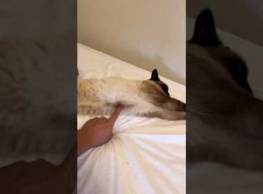 伸びるティーちゃんのスイッチを押す