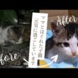 【子猫保護】ママとはぐれて保護した子猫、元気です！