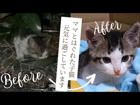 【子猫保護】ママとはぐれて保護した子猫、元気です！