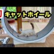 初めてのキャットホイールで爆走する子猫がこちらです
