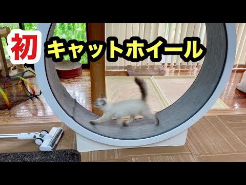 初めてのキャットホイールで爆走する子猫がこちらです
