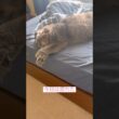 疲れたー#ねこ動画 #アメリカンカール #catlife