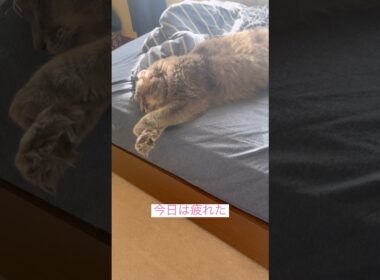 疲れたー#ねこ動画 #アメリカンカール #catlife