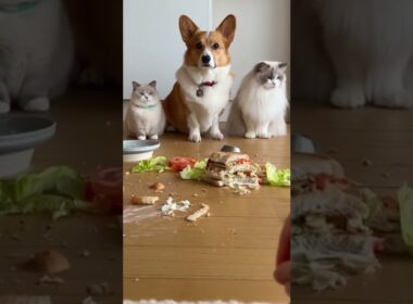 「誰がやったの？」と聞くと、マンチカンとコーギーとラグドールが・・ #犬と猫 #猫おもしろ #猫かわいすぎ