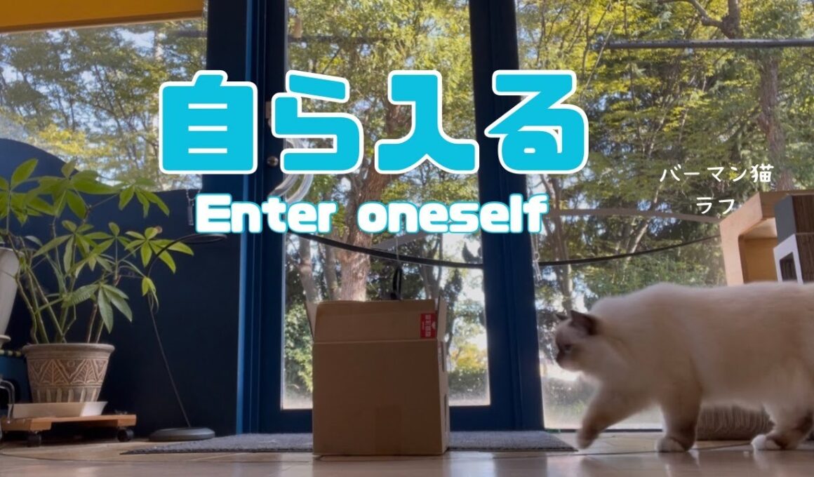 バーマン猫ラフ【自ら入る】Enter oneself（バーマン猫）Birman/Cat