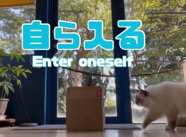 バーマン猫ラフ【自ら入る】Enter oneself（バーマン猫）Birman/Cat