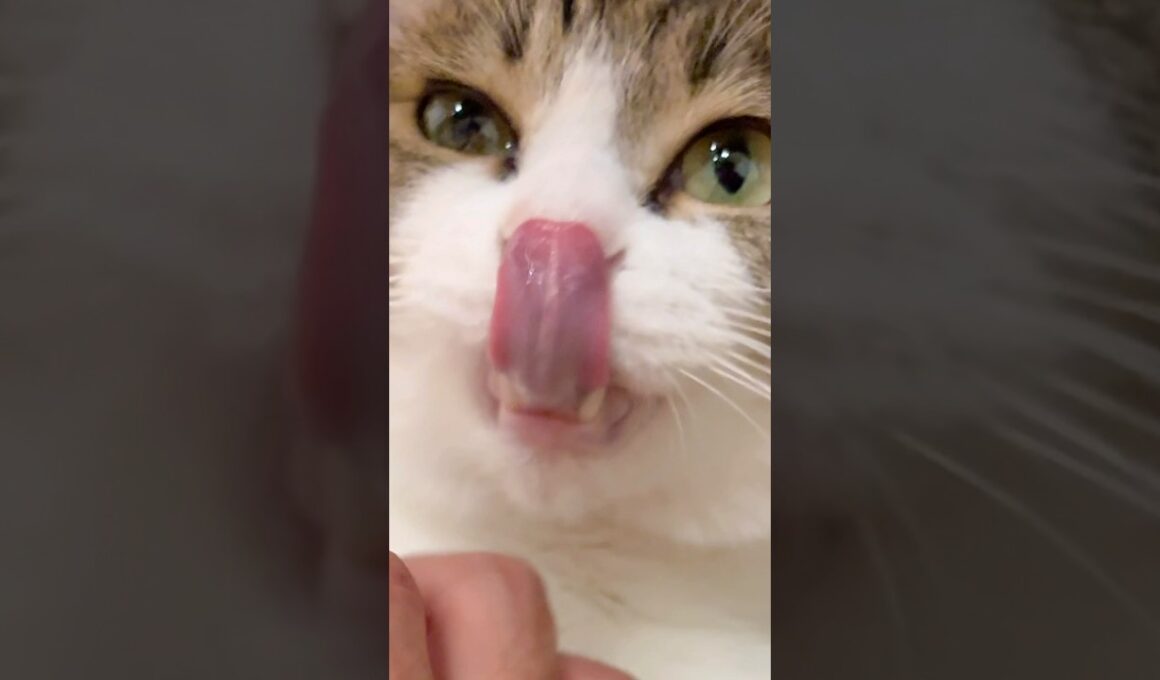 【保護猫】なめまわしてくる猫