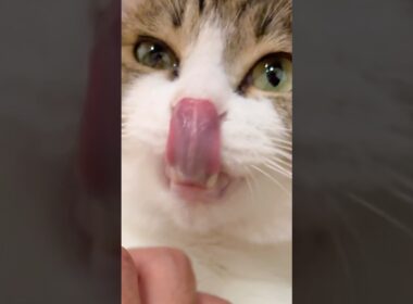 【保護猫】なめまわしてくる猫
