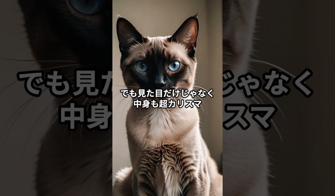 【シャム猫①】名前が違う!? 王族猫の正体！ #shorts #動物 #雑学 #サイアミーズ #猫 #ネコ