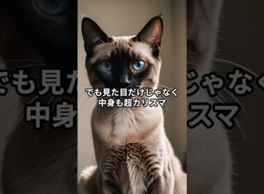 【シャム猫①】名前が違う!? 王族猫の正体！ #shorts #動物 #雑学 #サイアミーズ #猫 #ネコ