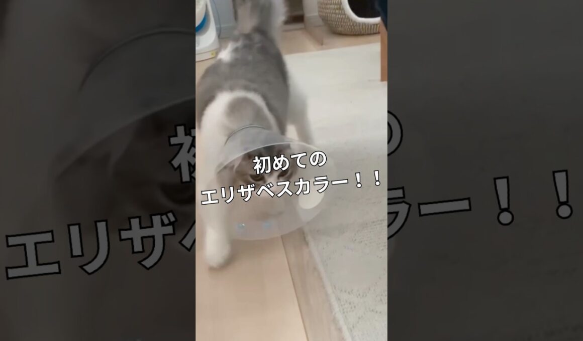 コハクがエリカラを付けたら大変なことに💦 #アメリカンカール #ラグドール#cat #catvideos #ねこ動画 #猫のいる暮らし #スコティッシュフォールド #サイベリアン#子猫