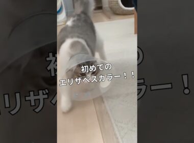 コハクがエリカラを付けたら大変なことに💦 #アメリカンカール #ラグドール#cat #catvideos #ねこ動画 #猫のいる暮らし #スコティッシュフォールド #サイベリアン#子猫