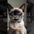 【シャム猫②】感情豊かな天才アルビノ猫！ #shorts #動物 #雑学 #サイアミーズ #猫 #ネコ